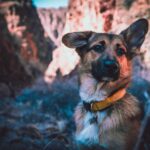 Geld verdienen mit Hund auf Instagram