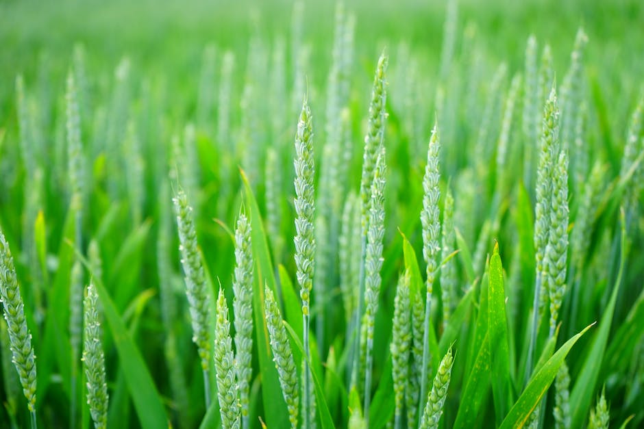 Landwirtschaft: Geld verdienen durch Ernten und Verkauf von Erzeugnissen